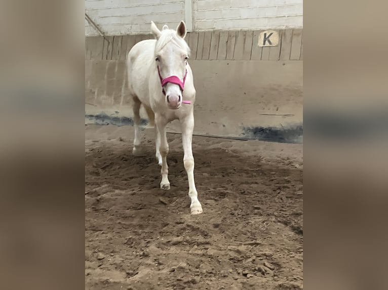 Deutsches Reitpony Wallach 2 Jahre 147 cm Cremello in Wassenberg