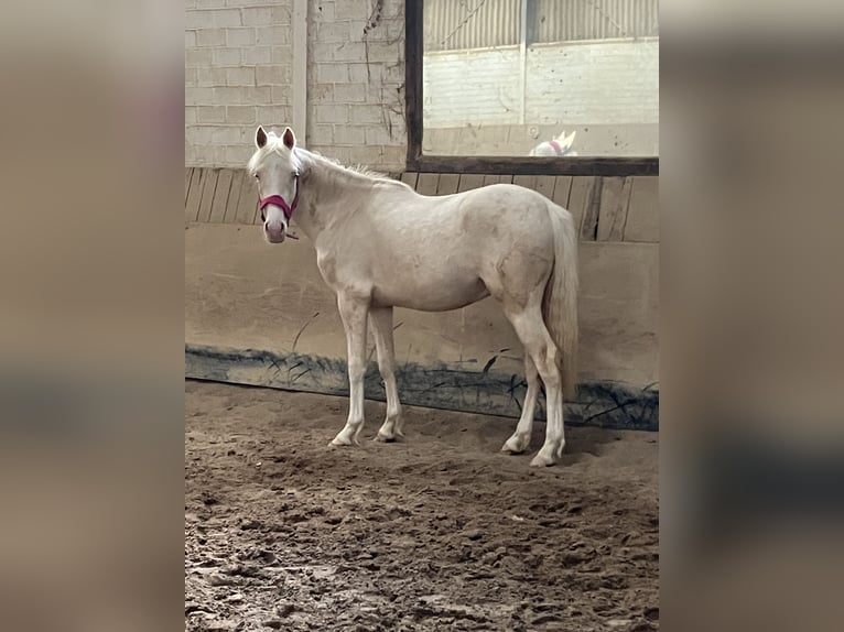 Deutsches Reitpony Wallach 2 Jahre 147 cm Cremello in Wassenberg