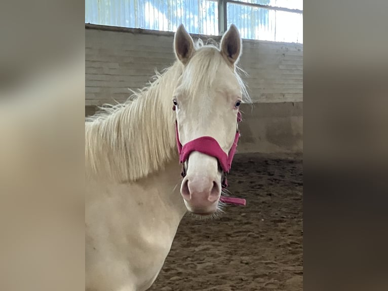 Deutsches Reitpony Wallach 2 Jahre 147 cm Cremello in Wassenberg