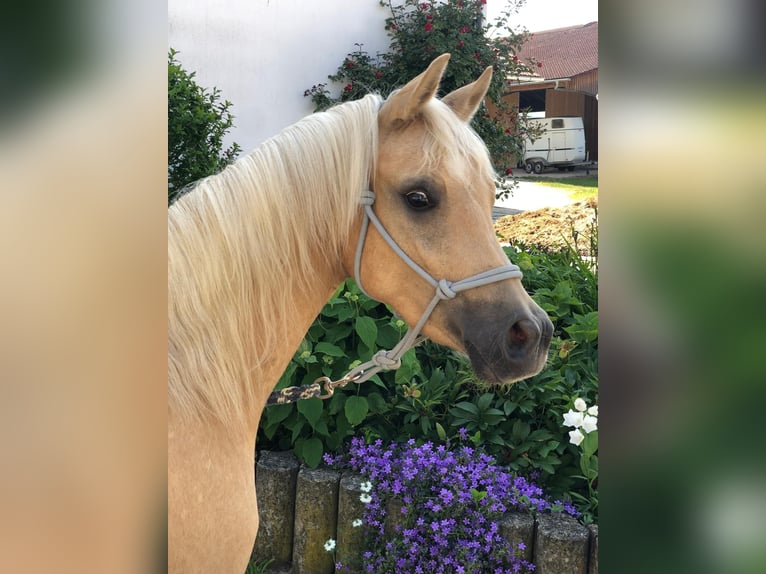 Deutsches Reitpony Wallach 2 Jahre 147 cm Palomino in Deining