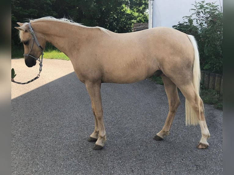 Deutsches Reitpony Wallach 2 Jahre 147 cm Palomino in Deining