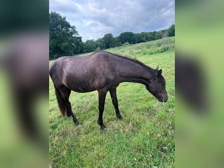 Deutsches Reitpony Wallach 2 Jahre 148 cm in Alpen
