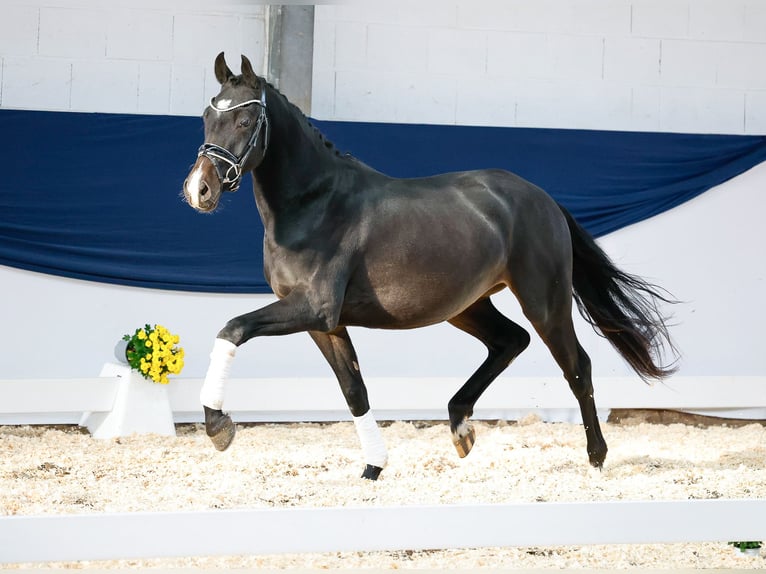 Deutsches Reitpony Wallach 2 Jahre 148 cm Dunkelbrauner in Marsberg