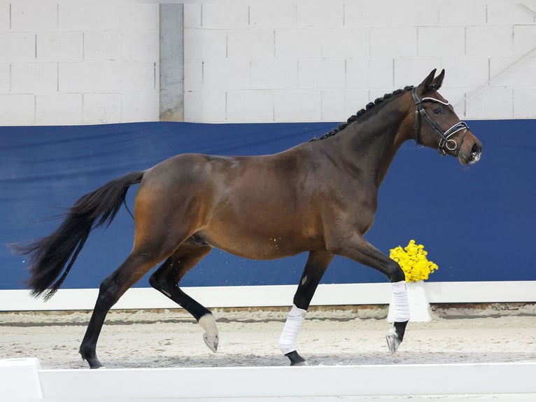 Deutsches Reitpony Wallach 2 Jahre 148 cm Dunkelbrauner in Marsberg