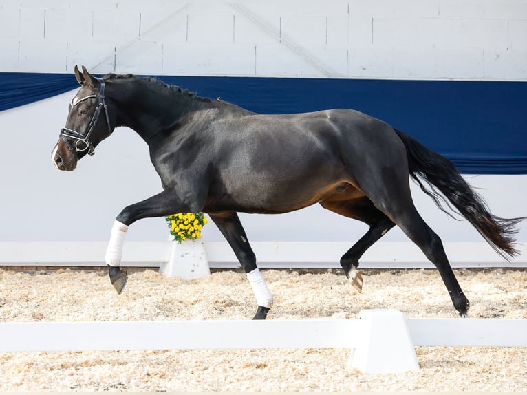 Deutsches Reitpony Wallach 2 Jahre 148 cm Dunkelbrauner in Marsberg