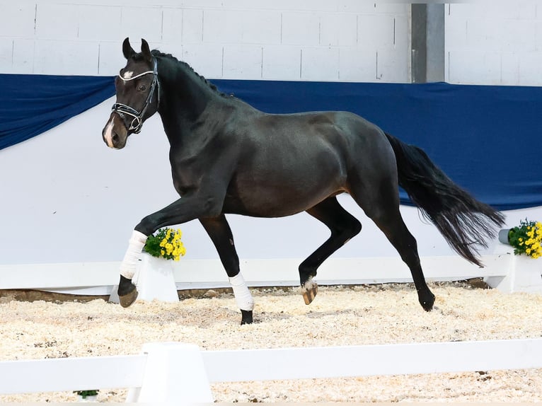 Deutsches Reitpony Wallach 2 Jahre 148 cm Dunkelbrauner in Marsberg