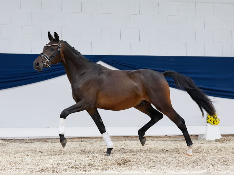 Deutsches Reitpony Wallach 2 Jahre 148 cm Dunkelbrauner in Marsberg