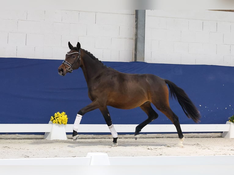 Deutsches Reitpony Wallach 2 Jahre 148 cm Dunkelbrauner in Marsberg
