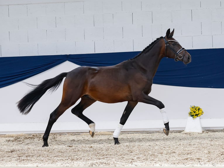Deutsches Reitpony Wallach 2 Jahre 148 cm Dunkelbrauner in Marsberg