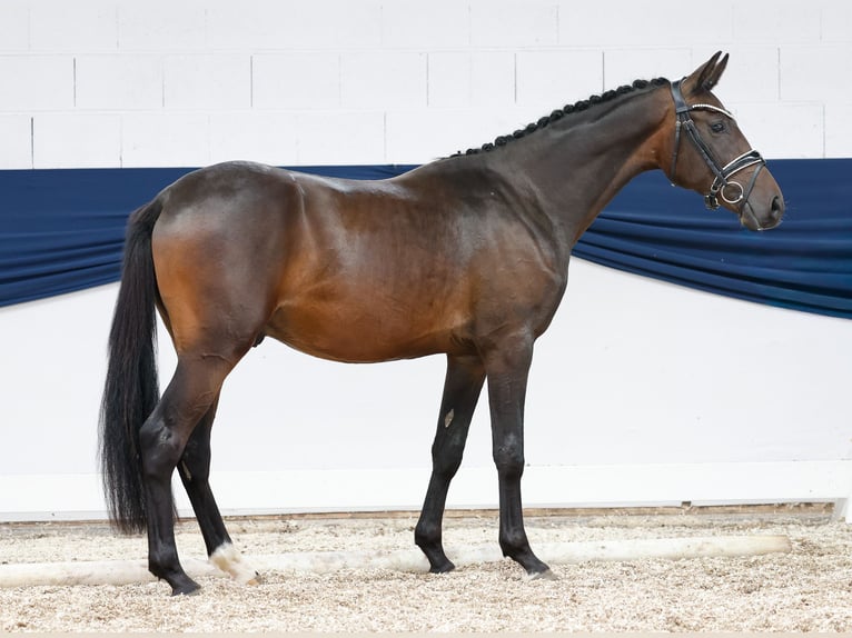 Deutsches Reitpony Wallach 2 Jahre 148 cm Dunkelbrauner in Marsberg