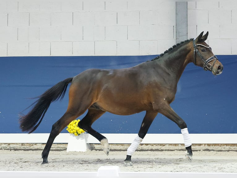 Deutsches Reitpony Wallach 2 Jahre 148 cm Dunkelbrauner in Marsberg