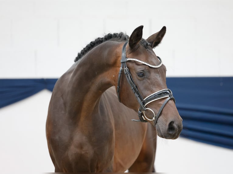 Deutsches Reitpony Wallach 2 Jahre 148 cm Dunkelbrauner in Marsberg