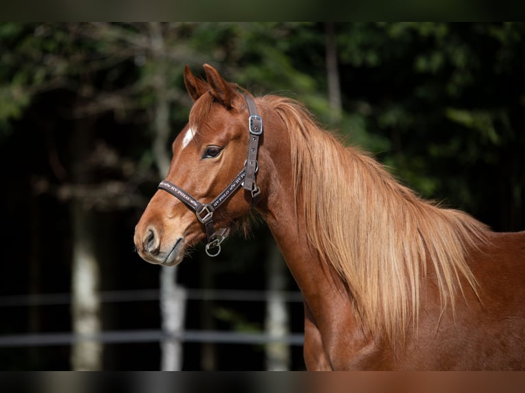 Deutsches Reitpony Wallach 2 Jahre 148 cm Fuchs in Heimenkirch