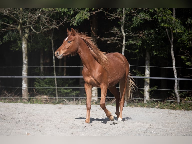 Deutsches Reitpony Wallach 2 Jahre 148 cm Fuchs in Heimenkirch