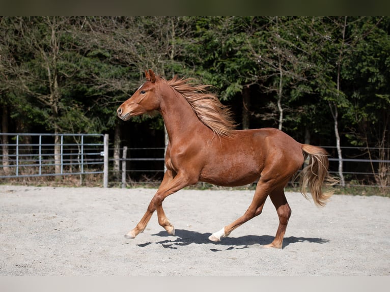 Deutsches Reitpony Wallach 2 Jahre 148 cm Fuchs in Heimenkirch