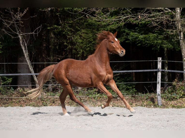 Deutsches Reitpony Wallach 2 Jahre 148 cm Fuchs in Heimenkirch