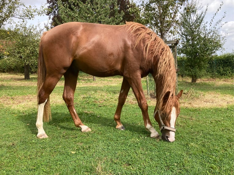 Deutsches Reitpony Wallach 2 Jahre 148 cm Fuchs in Xanten