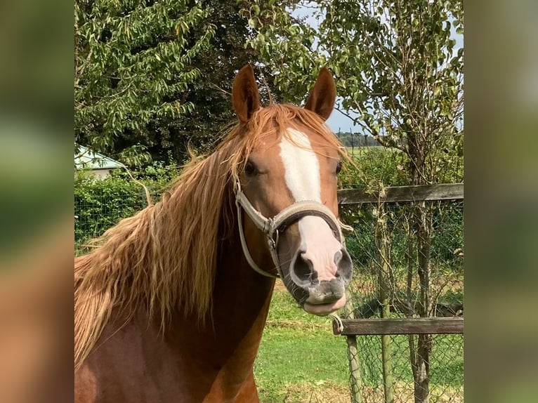 Deutsches Reitpony Wallach 2 Jahre 148 cm Fuchs in Xanten