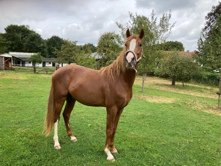 Deutsches Reitpony Wallach 2 Jahre 148 cm Fuchs in Xanten