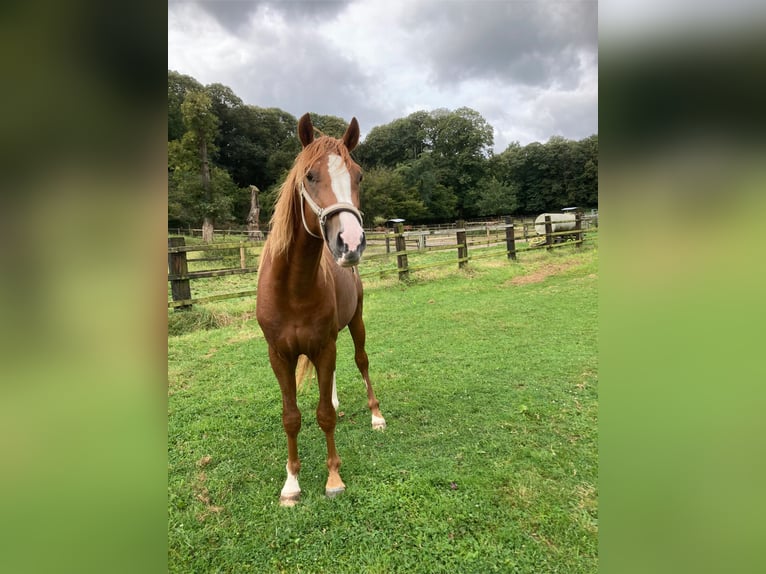 Deutsches Reitpony Wallach 2 Jahre 148 cm Fuchs in Xanten