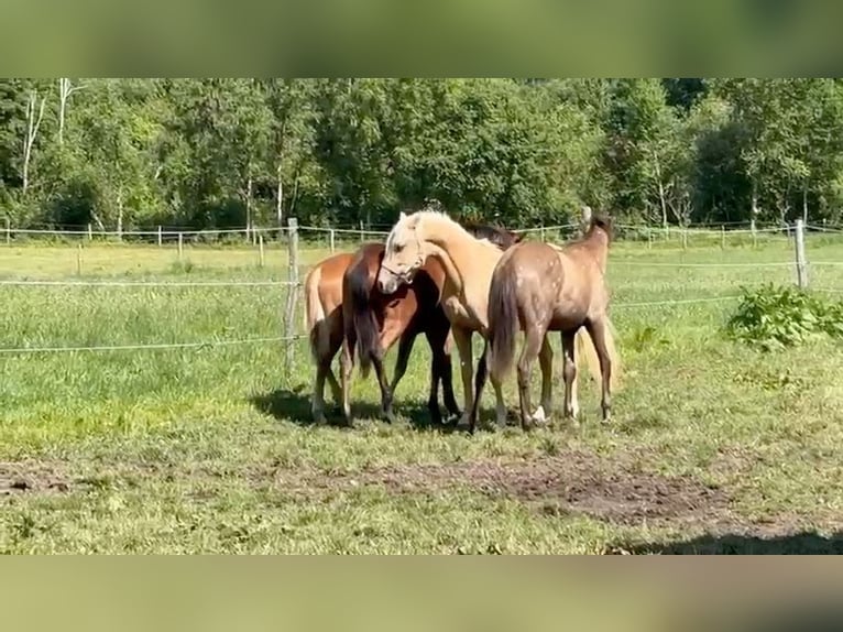 Deutsches Reitpony Wallach 2 Jahre 148 cm Palomino in Wehringen