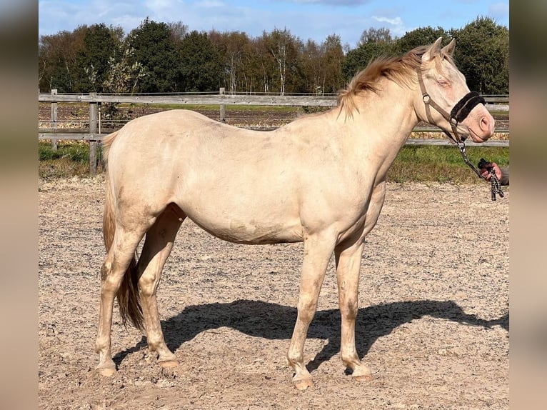 Deutsches Reitpony Wallach 2 Jahre 148 cm Perlino in Holtland