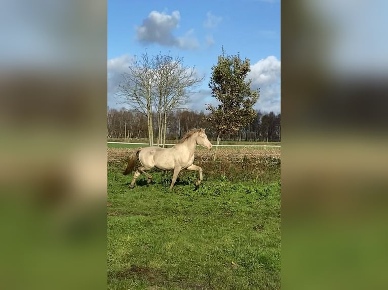 Deutsches Reitpony Wallach 2 Jahre 148 cm Perlino in Holtland