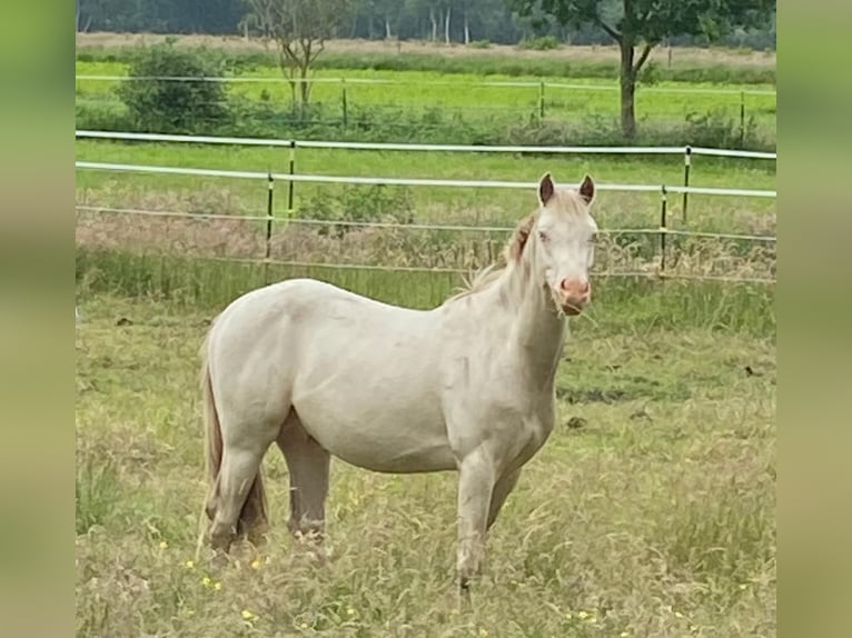 Deutsches Reitpony Wallach 2 Jahre 148 cm Perlino in Holtland