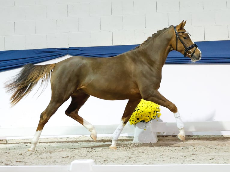 Deutsches Reitpony Wallach 2 Jahre 149 cm Fuchs in Marsberg