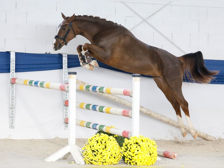 Deutsches Reitpony Wallach 2 Jahre 149 cm Fuchs in Marsberg