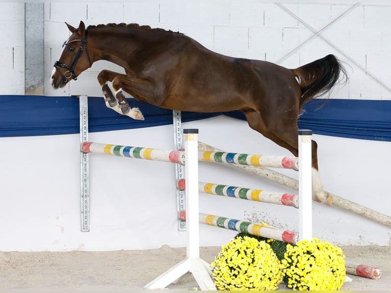 Deutsches Reitpony Wallach 2 Jahre 149 cm Fuchs in Marsberg