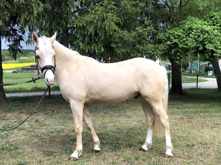 Deutsches Reitpony Wallach 2 Jahre 149 cm Palomino in Bebra