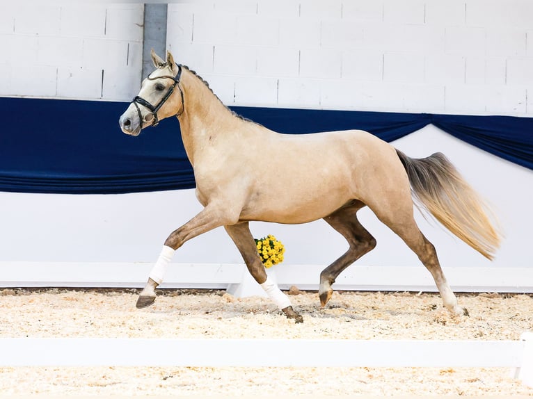 Deutsches Reitpony Wallach 2 Jahre 150 cm Palomino in Marsberg