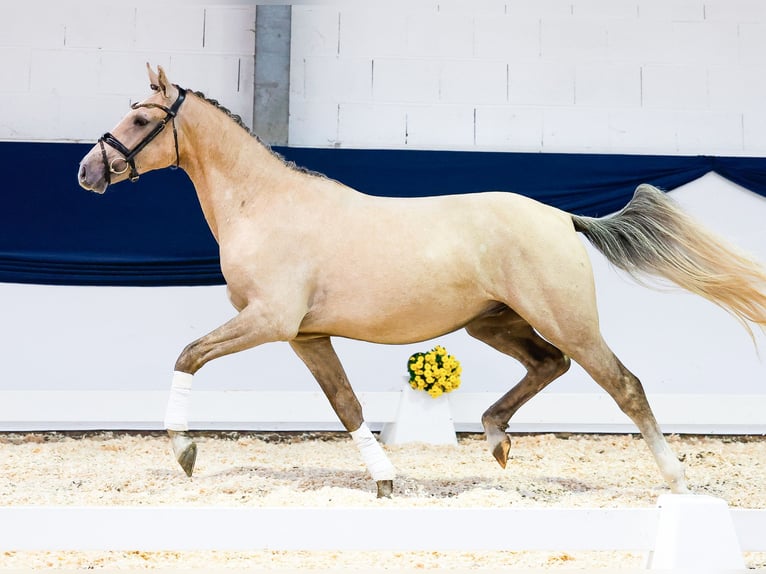 Deutsches Reitpony Wallach 2 Jahre 150 cm Palomino in Marsberg