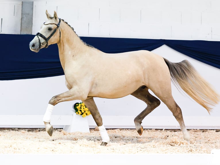 Deutsches Reitpony Wallach 2 Jahre 150 cm Palomino in Marsberg