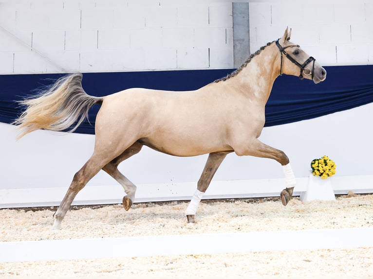 Deutsches Reitpony Wallach 2 Jahre 150 cm Palomino in Marsberg