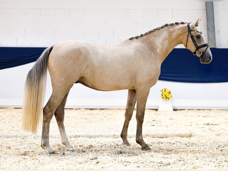 Deutsches Reitpony Wallach 2 Jahre 150 cm Palomino in Marsberg