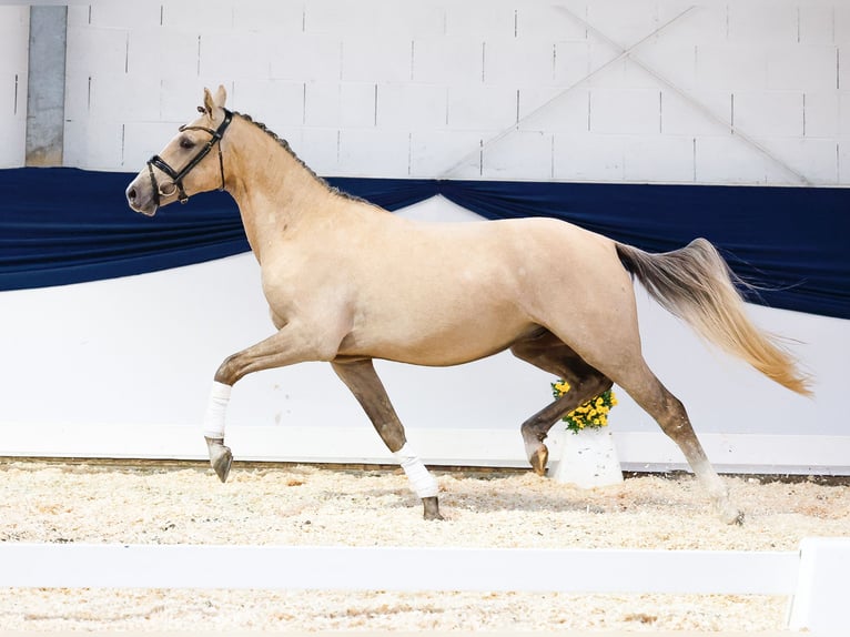 Deutsches Reitpony Wallach 2 Jahre 150 cm Palomino in Marsberg