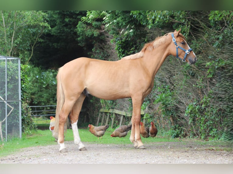 Deutsches Reitpony Wallach 2 Jahre 150 cm Red Dun in Heemskerk