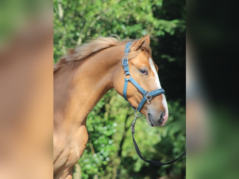 Deutsches Reitpony Wallach 2 Jahre 150 cm Red Dun in Heemskerk