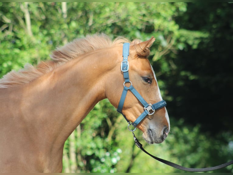 Deutsches Reitpony Wallach 2 Jahre 150 cm Red Dun in Heemskerk