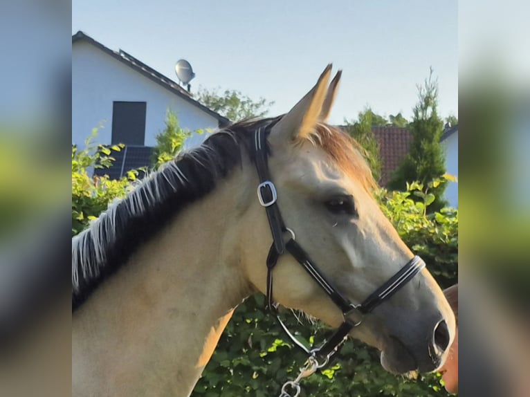 Deutsches Reitpony Wallach 2 Jahre 152 cm Buckskin in Algermissen