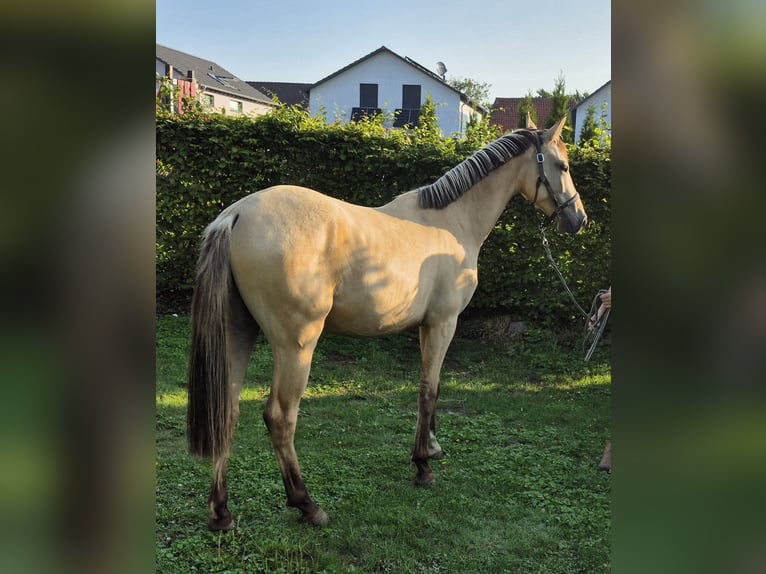 Deutsches Reitpony Wallach 2 Jahre 152 cm Buckskin in Algermissen
