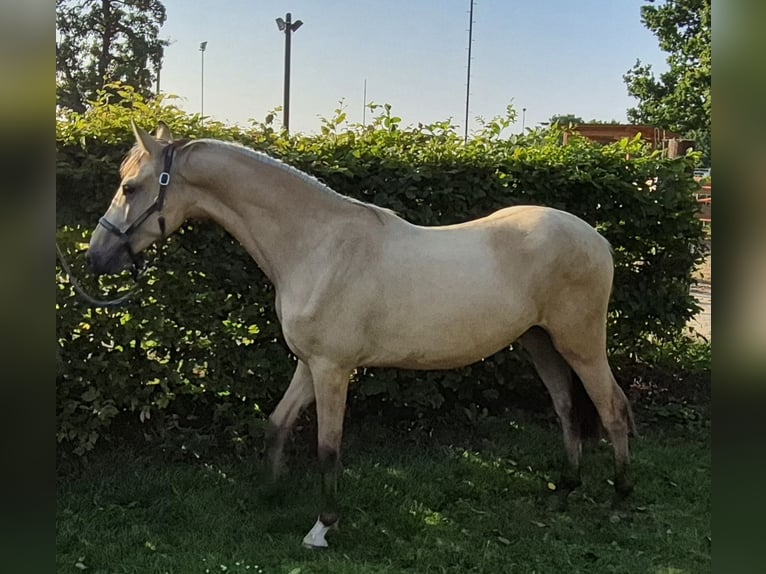 Deutsches Reitpony Wallach 2 Jahre 152 cm Buckskin in Algermissen
