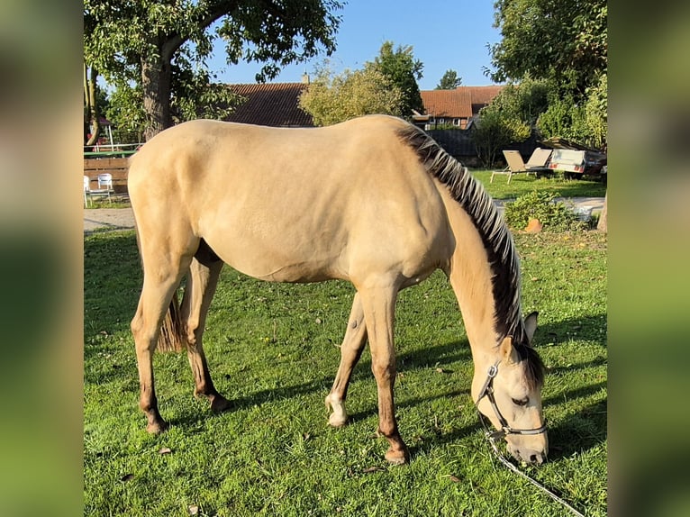 Deutsches Reitpony Wallach 2 Jahre 152 cm Buckskin in Algermissen