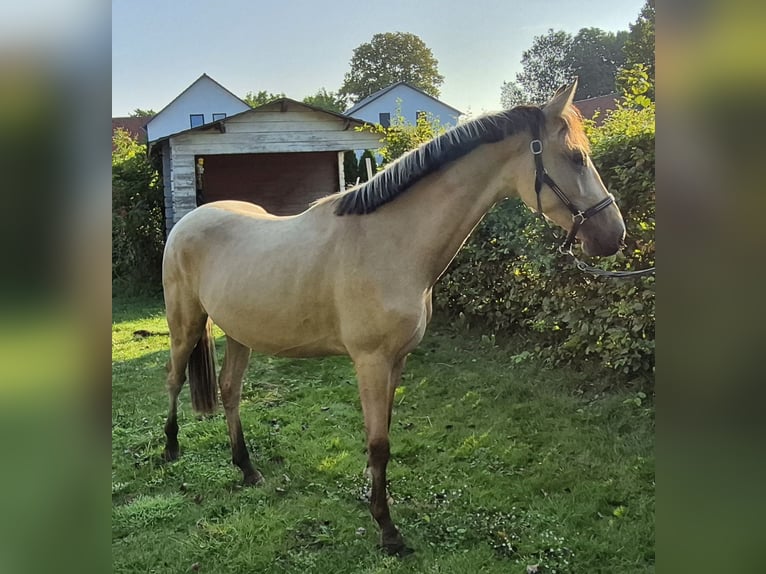 Deutsches Reitpony Wallach 2 Jahre 152 cm Buckskin in Algermissen