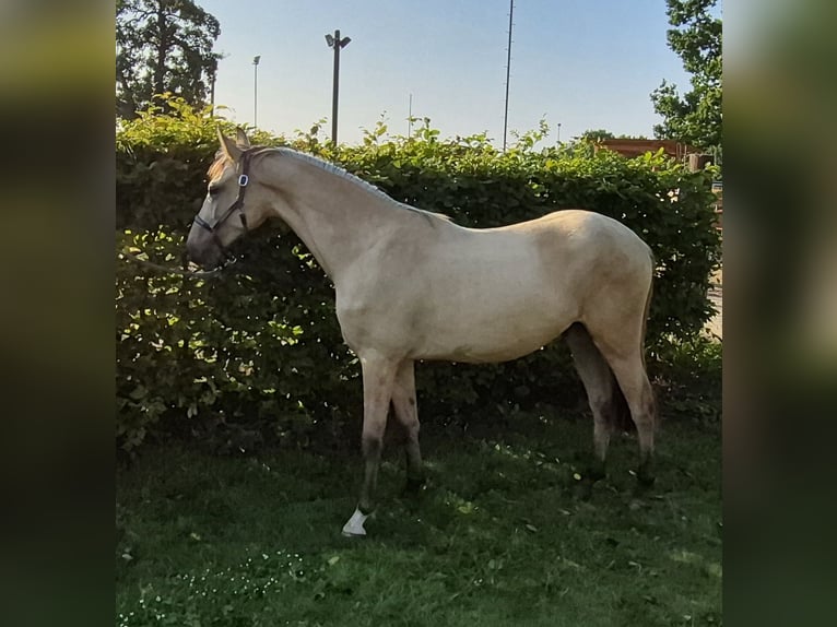 Deutsches Reitpony Wallach 2 Jahre 152 cm Buckskin in Algermissen