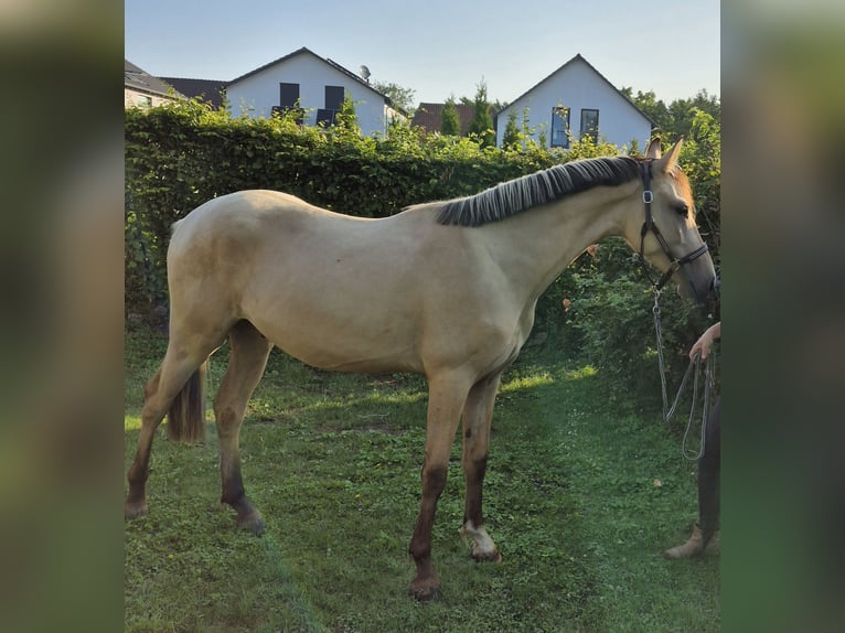 Deutsches Reitpony Wallach 2 Jahre 152 cm Buckskin in Algermissen