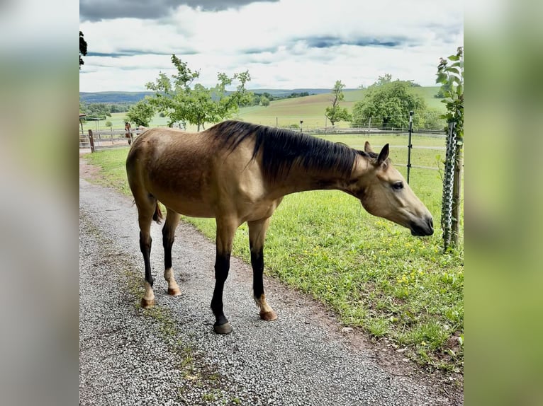 Deutsches Reitpony Wallach 2 Jahre 153 cm Buckskin in Hohenroth