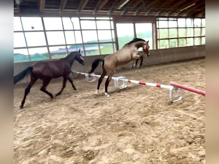 Deutsches Reitpony Wallach 2 Jahre 153 cm Buckskin in Hohenroth